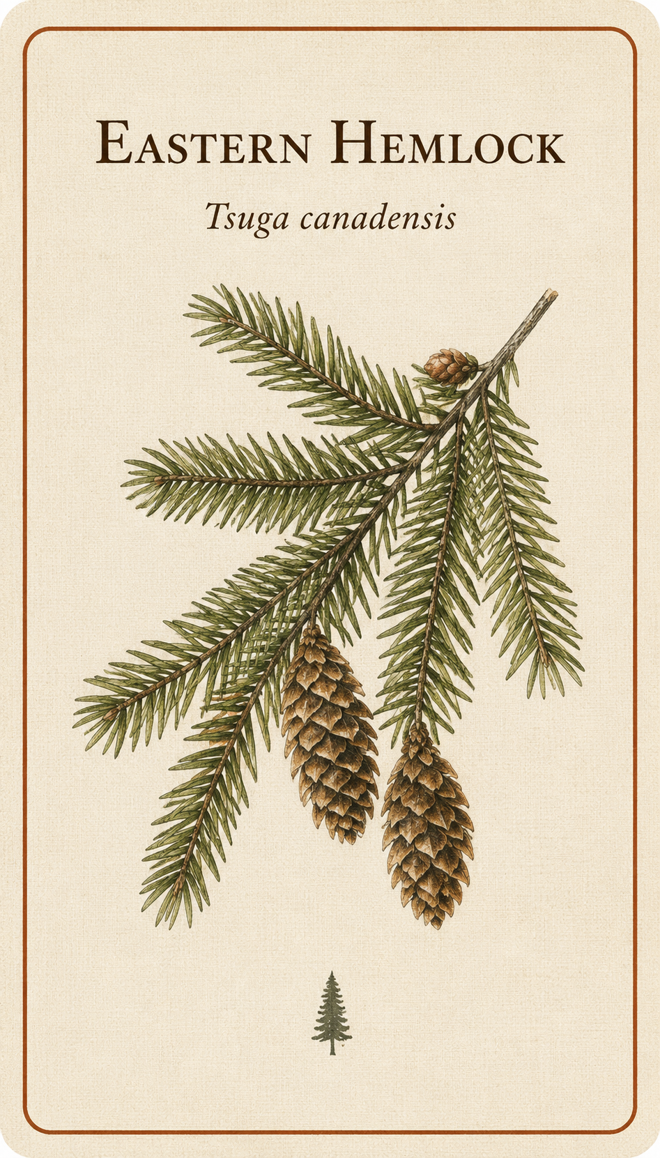 Front of an Eastern Hemlock card — vintage botanical illustration with cones, common name in serif type, scientific name Tsuga canadensis below.